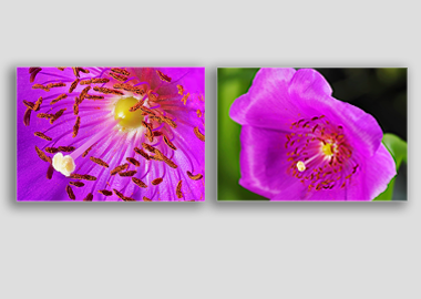 Both canvas prints - (Rock Purslane) - 12"x18" each
