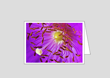 Fine art greeting card - (Rock Purslane HBV) – 4.5″x6.25″