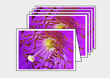 Package of 5 greeting cards - (Rock Purslane HBV) – 4.5″x6.25″