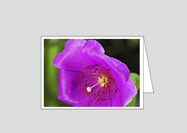 Fine art greeting card - (Rock Purslane HV) – 4.5″x6.25″