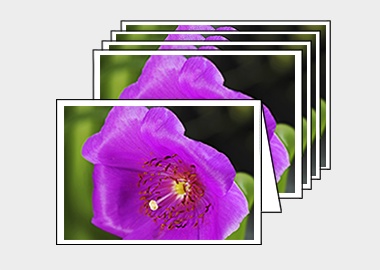 Package of 5 greeting cards - (Rock Purslane HV) – 4.5″x6.25″