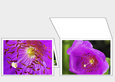 Fine art greeting card - (Rock Purslane) – 4.5″x6.25″