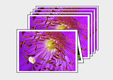 Package of 5 greeting cards - (Rock Purslane) – 4.5″x6.25″