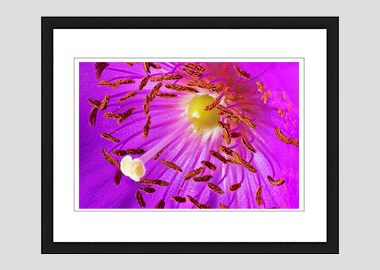 framed print - (Rock Purslane HBV) - 8"x10"