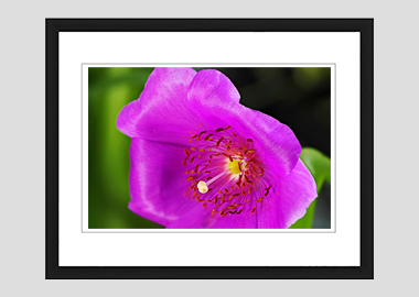 framed print - (Rock Purslane HV) - 8"x10"