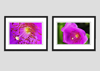 Both framed prints - (Rock Purslane) - 8"x10" each