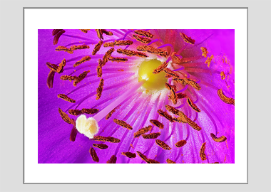 matted print - (Rock Purslane HBV) - 11"x14"
