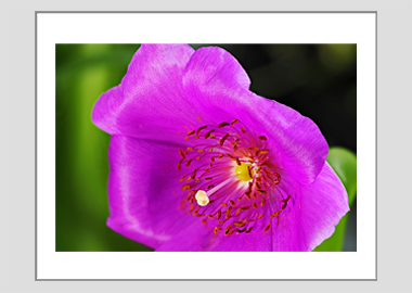 matted print - (Rock Purslane HV) - 11"x14"