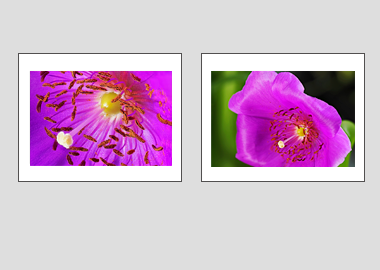 Both matted prints - (Rock Purslane) - 11"x14" each