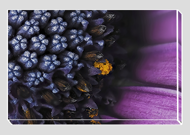 canvas print - (Spider Pink African Daisy HBV) - 8"x12"