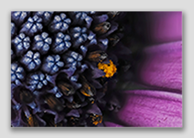 canvas print - (Spider Pink African Daisy HBV) - 8"x12"