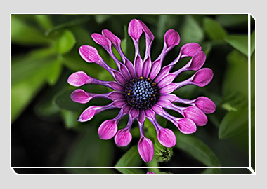 canvas print - (Spider Pink African Daisy HV) - 8"x12"