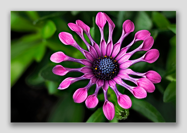 canvas print - (Spider Pink African Daisy HV) - 12"x18"