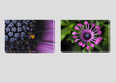 Both canvas prints - (Spider Pink African Daisy) - 8"x12" each