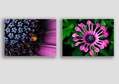 Both canvas prints - (Spider Pink African Daisy) - 12"x18" each
