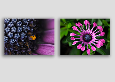Both canvas prints - (Spider Pink African Daisy) - 8"x12" each