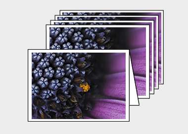 Package of 5 greeting cards - (Spider Pink African Daisy HBV) – 4.5″x6.25″