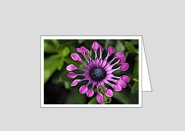Fine art greeting card - (Spider Pink African Daisy HV) – 4.5″x6.25″