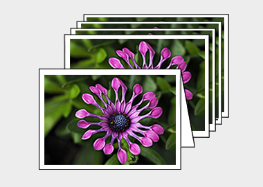 Package of 5 greeting cards - (Spider Pink African Daisy HV) – 4.5″x6.25″