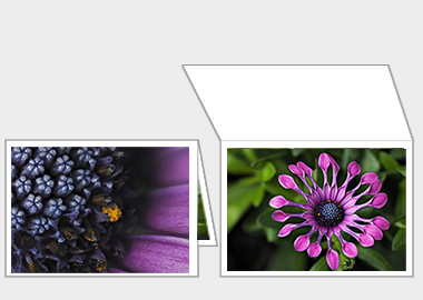 Fine art greeting card - (Spider Pink African Daisy) – 4.5″x6.25″