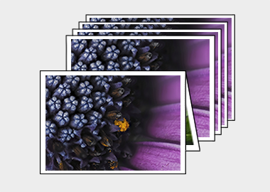 Package of 5 greeting cards - (Spider Pink African Daisy) – 4.5″x6.25″