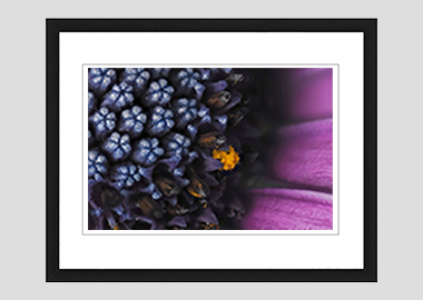 framed print - (Spider Pink African Daisy HBV) - 8"x10"