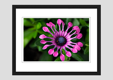 framed print - (Spider Pink African Daisy HV) - 8"x10"