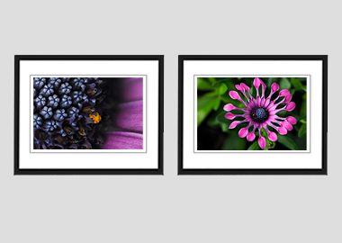Both framed prints - (Spider Pink African Daisy) - 8"x10" each