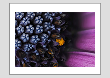 matted print - (Spider Pink African Daisy HBV) - 11"x14"