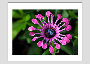 matted print - (Spider Pink African Daisy HV) - 11"x14"