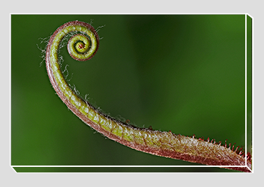 canvas print - (Sundew HV) - 8"x12"