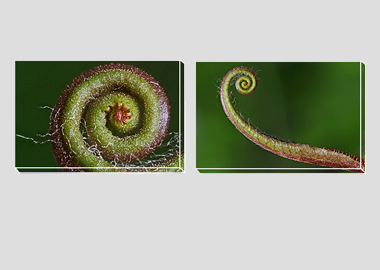 Both canvas prints - (Sundew) - 8"x12" each