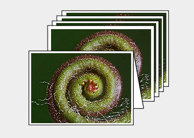 Package of 5 greeting cards - (Sundew HBV) – 4.5″x6.25″