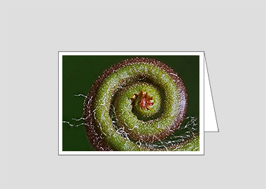 Fine art greeting card - (Sundew HBV) – 4.5″x6.25″