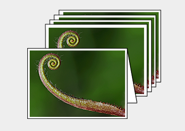 Package of 5 greeting cards - (Sundew HV) – 4.5″x6.25″