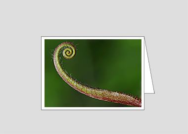 Fine art greeting card - (Sundew HV) – 4.5″x6.25″