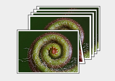 Package of 5 greeting cards - (Sundew) – 4.5″x6.25″