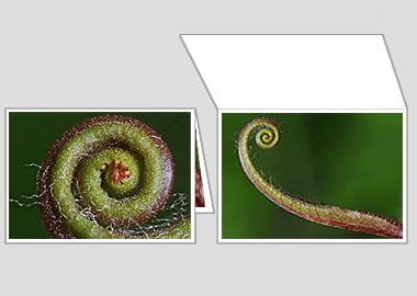 Fine art greeting card - (Sundew) – 4.5″x6.25″