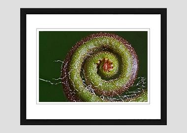 framed print - (Sundew HBV) - 8"x10"
