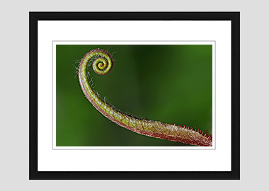 framed print - (Sundew HV) - 8"x10"
