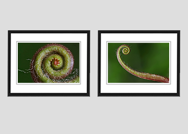 Both framed prints - (Sundew) - 8"x10" each