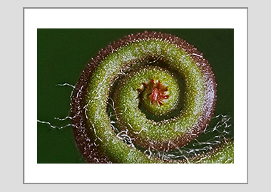 matted print - (Sundew HBV) - 11"x14"