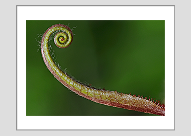 matted print - (Sundew HV) - 11"x14"