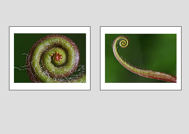 Both matted prints - (Sundew) - 11"x14" each