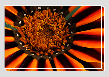 canvas print - (Treasure Flower HBV) - 8"x12"