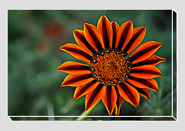 canvas print - (Treasure Flower HV) - 8"x12"