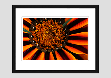 framed print - (Treasure Flower HBV) - 8"x10"