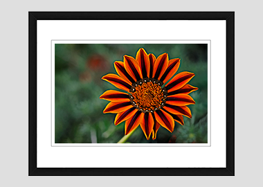 framed print - (Treasure Flower HV) - 8"x10"
