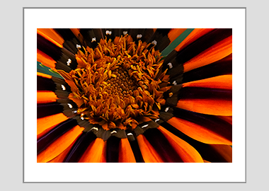matted print - (Treasure Flower HBV) - 11"x14"