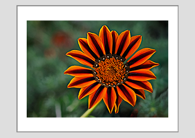 matted print - (Treasure Flower HV) - 11"x14"